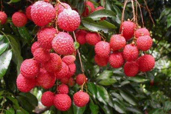 荔枝种子怎么种