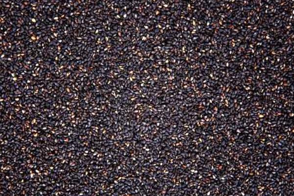 芝麻枯萎病和茎点枯病的科学防治