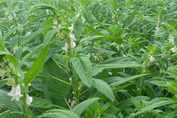 芝麻枯萎病和茎点枯病的科学防治