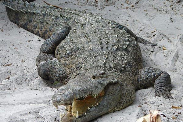 养鳄鱼要办养殖许可证吗?鳄鱼养殖许可证怎么办?