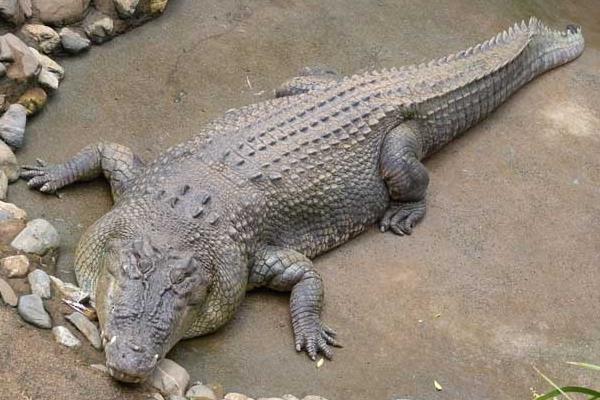 养鳄鱼要办养殖许可证吗?鳄鱼养殖许可证怎么办?