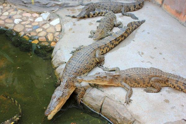 养鳄鱼要办养殖许可证吗?鳄鱼养殖许可证怎么办?