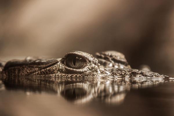 养鳄鱼要办养殖许可证吗?鳄鱼养殖许可证怎么办?