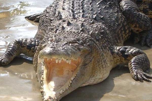 养鳄鱼要办养殖许可证吗?鳄鱼养殖许可证怎么办?