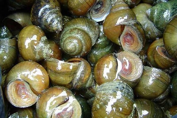 养殖田螺的效益怎么样?