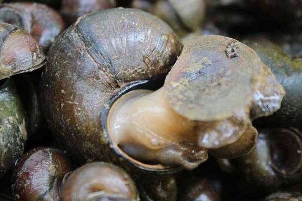 养殖田螺的效益怎么样?