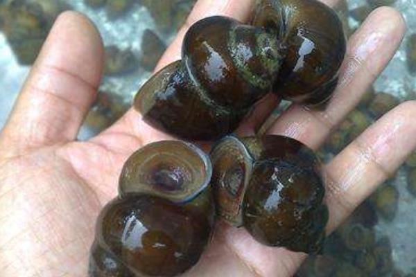 养殖田螺的效益怎么样?