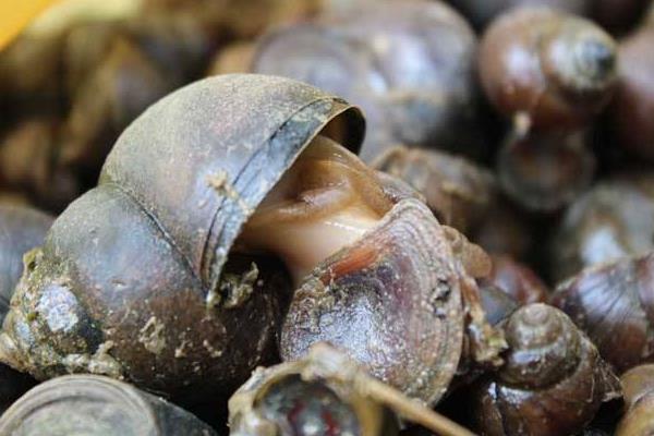 养殖田螺的效益怎么样?