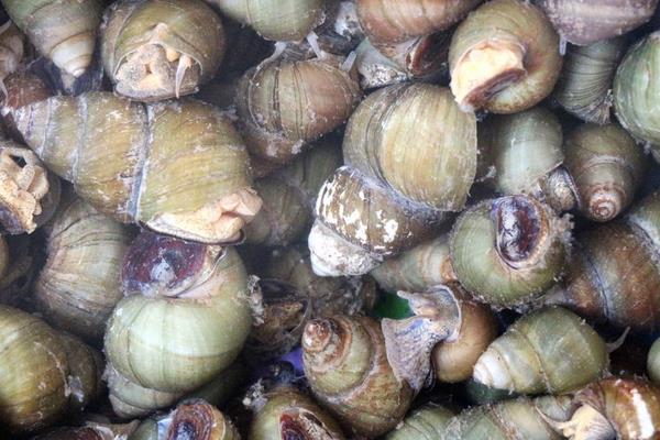 养殖田螺的效益怎么样?