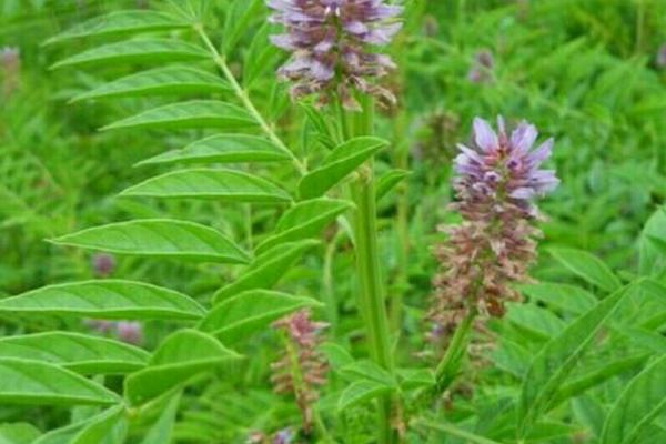 2018种甘草赚钱吗？甘草种植的利润与投资成本及前景预测