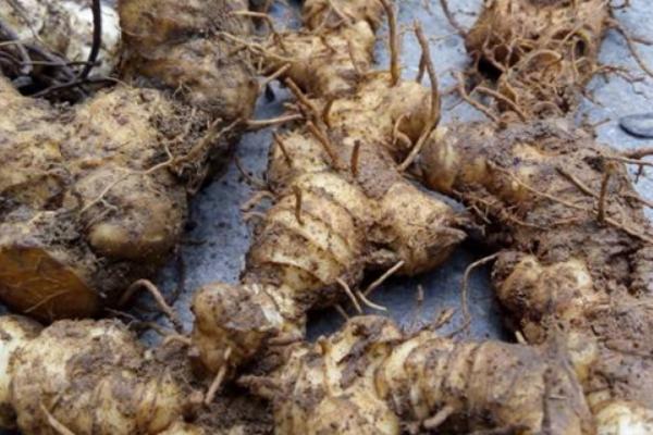 2018种黄精赚钱吗?黄精种植的利润与投资成本及前景预测