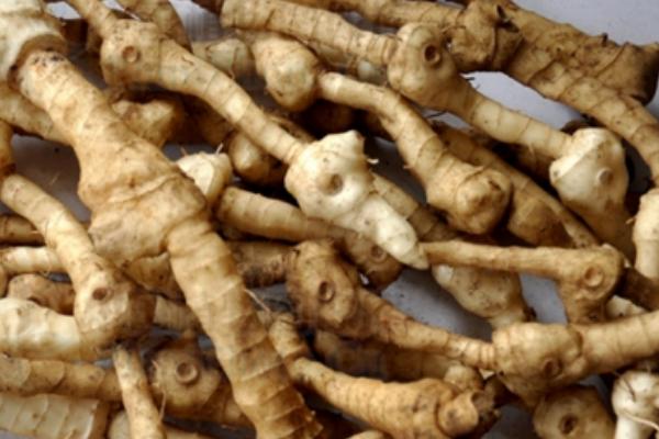 2018种黄精赚钱吗?黄精种植的利润与投资成本及前景预测