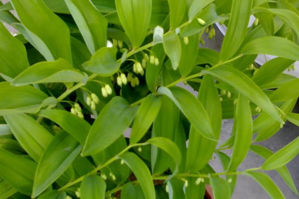 2018种黄精赚钱吗?黄精种植的利润与投资成本及前景预测