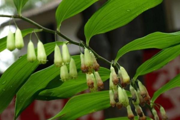 2018种黄精赚钱吗?黄精种植的利润与投资成本及前景预测