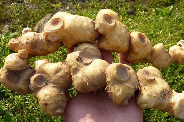 2018种黄精赚钱吗?黄精种植的利润与投资成本及前景预测