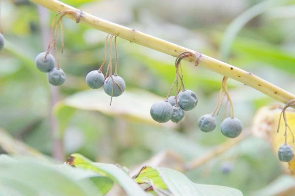 2018种黄精赚钱吗?黄精种植的利润与投资成本及前景预测