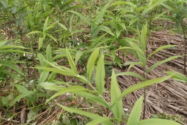 2018种黄精赚钱吗?黄精种植的利润与投资成本及前景预测