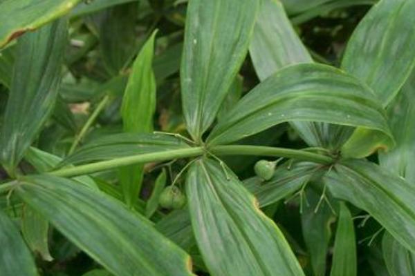 2018种黄精赚钱吗?黄精种植的利润与投资成本及前景预测