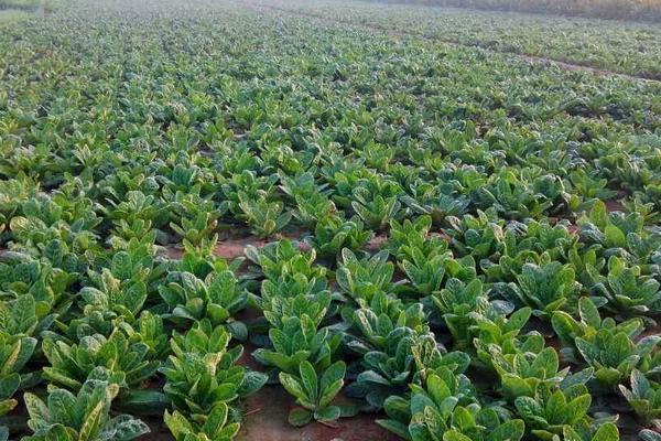 2018种半夏赚钱吗?半夏种植的利润与投资成本及前景预测