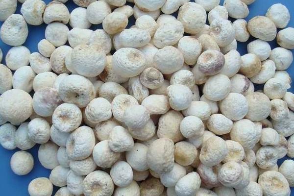 2018种半夏赚钱吗?半夏种植的利润与投资成本及前景预测