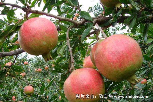 无籽石榴苗几年挂果