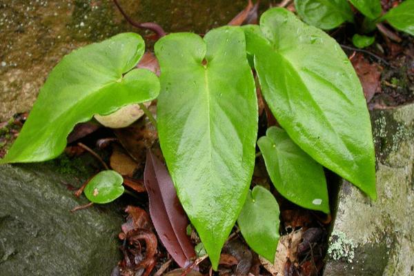 2018种半夏赚钱吗?半夏种植的利润与投资成本及前景预测
