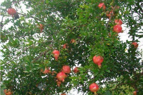 无籽石榴苗几年挂果