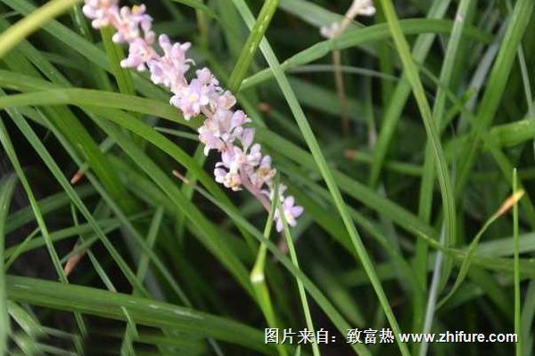 2018种麦冬赚钱吗?麦冬种植的利润与投资成本及前景预测