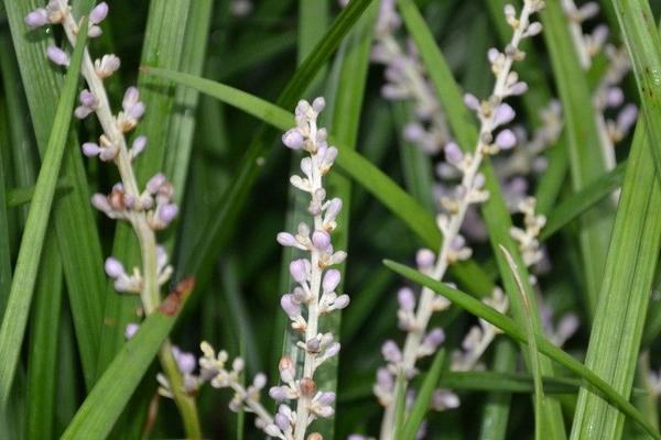 2018种麦冬赚钱吗?麦冬种植的利润与投资成本及前景预测