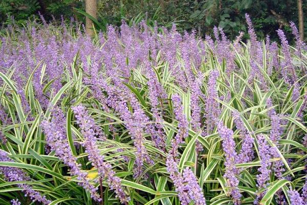 2018种麦冬赚钱吗?麦冬种植的利润与投资成本及前景预测