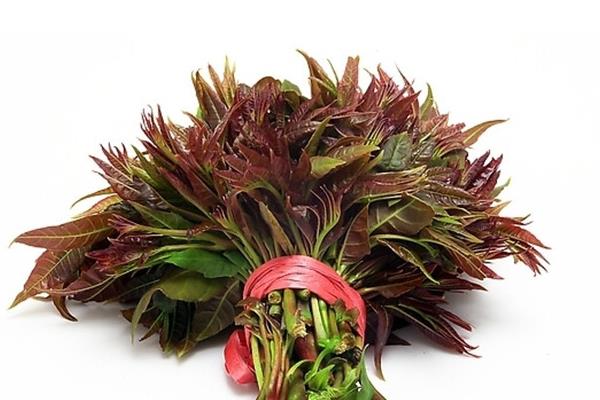 香椿芽一年四季都能生产吗?