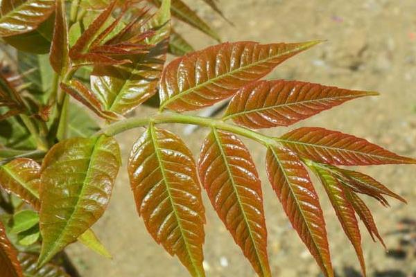 香椿芽一年四季都能生产吗?