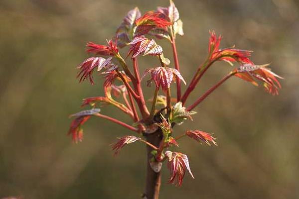 香椿芽一年四季都能生产吗?