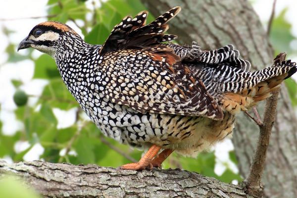 养50只鹧鸪能赚多少钱?养鹧鸪的成本和利润