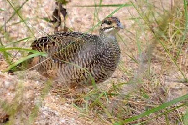 养50只鹧鸪能赚多少钱?养鹧鸪的成本和利润