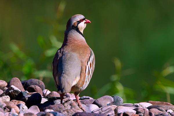 养50只鹧鸪能赚多少钱?养鹧鸪的成本和利润