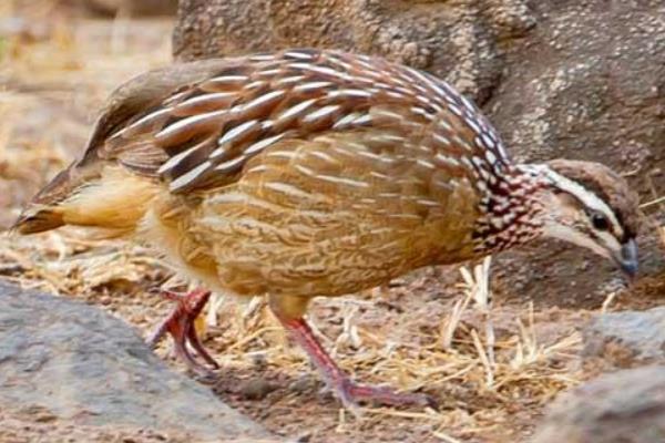 养50只鹧鸪能赚多少钱?养鹧鸪的成本和利润