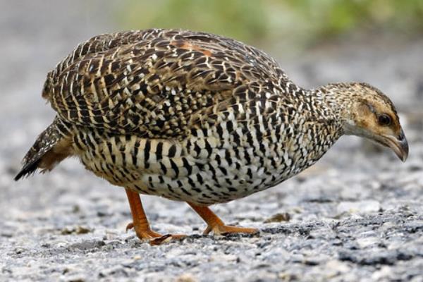 养50只鹧鸪能赚多少钱?养鹧鸪的成本和利润