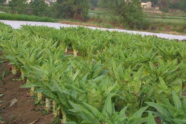 莴笋夏季怎么栽培能高产