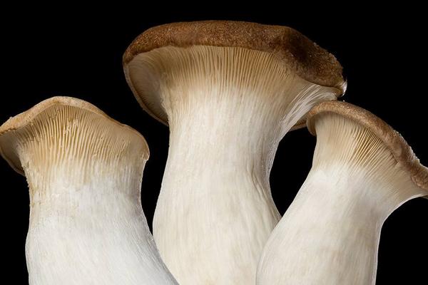 2018种杏鲍菇赚钱吗?杏鲍菇种植的利润与投资成本及前景预测