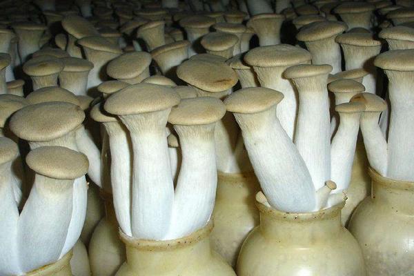 2018种杏鲍菇赚钱吗?杏鲍菇种植的利润与投资成本及前景预测