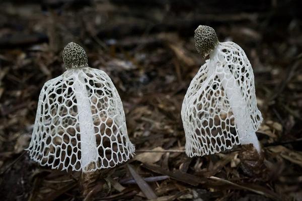 2018种竹荪赚钱吗?竹荪种植的利润与投资成本及前景预测