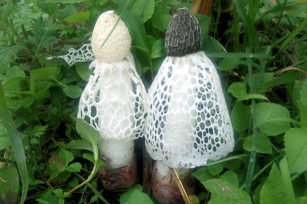 2018种竹荪赚钱吗?竹荪种植的利润与投资成本及前景预测