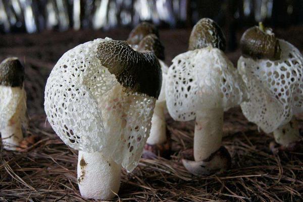 2018种竹荪赚钱吗?竹荪种植的利润与投资成本及前景预测