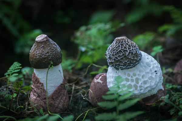 2018种竹荪赚钱吗?竹荪种植的利润与投资成本及前景预测