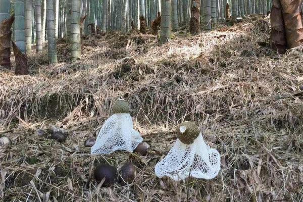 2018种竹荪赚钱吗?竹荪种植的利润与投资成本及前景预测