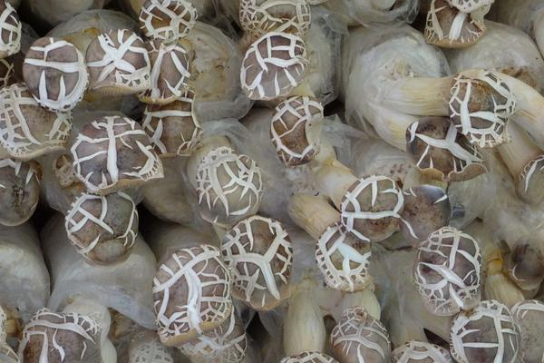 2018种杏鲍菇赚钱吗?杏鲍菇种植的利润与投资成本及前景预测