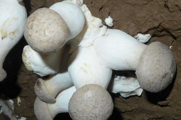 2018种杏鲍菇赚钱吗?杏鲍菇种植的利润与投资成本及前景预测