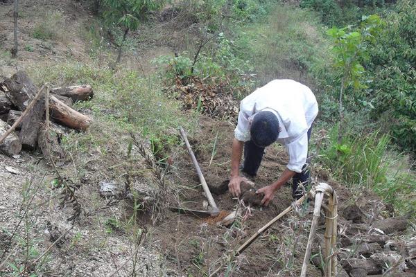 2018种茯苓赚钱吗?茯苓种植的利润与投资成本及前景预测