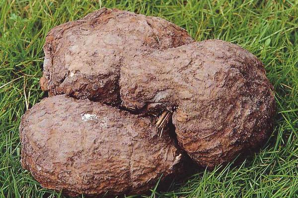 2018种茯苓赚钱吗?茯苓种植的利润与投资成本及前景预测